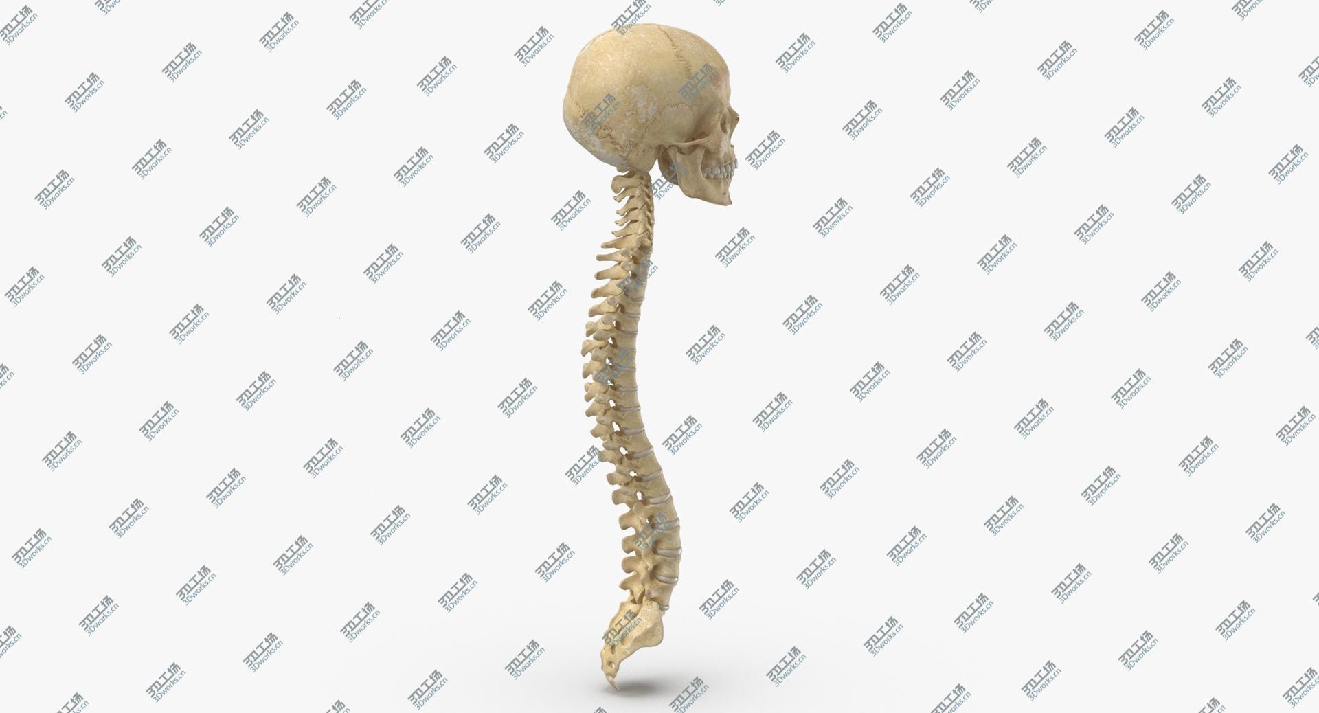 images/goods_img/202104091/Real Human Spine Bones Skull and Jaw Anatomy With Intervertibral Disks 01 3D model/4.jpg